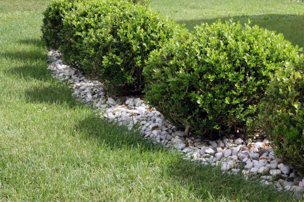 Boxwood Planting in Fort Myers