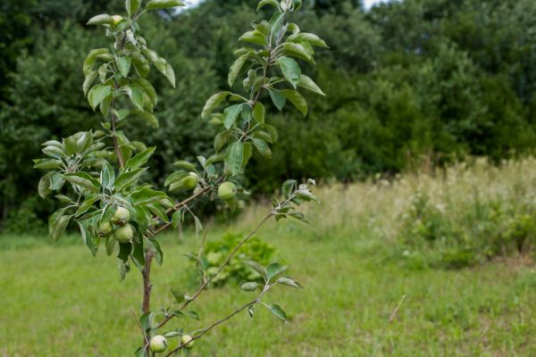 Apple Tree Planting in Fort Myers